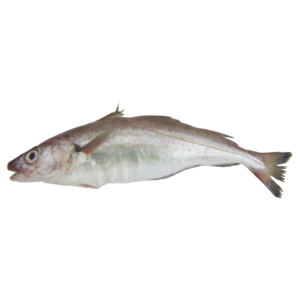 Whiting Whole